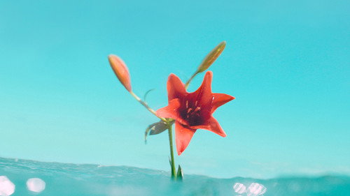 Ola: Health is Everything