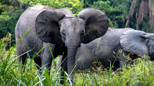 Poster della serie Secrets of the Elephants