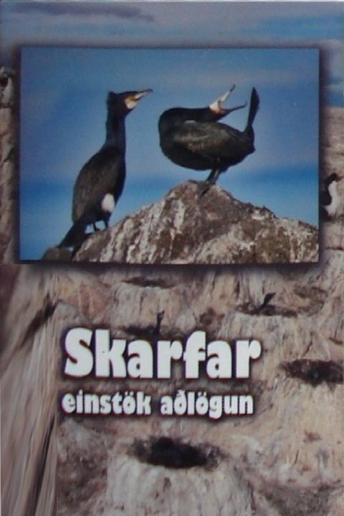 Skarfar