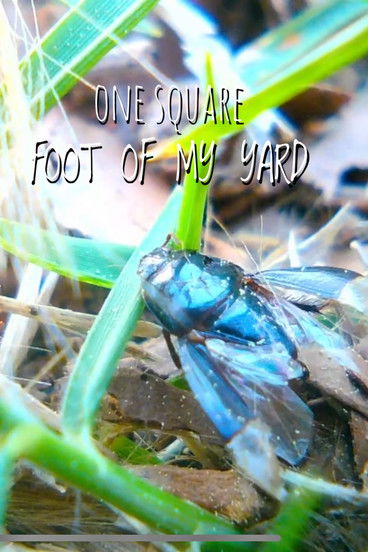 1 Square Foot of My Yard poster