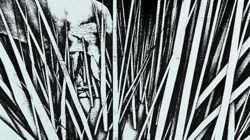 Elephant in a Haystack