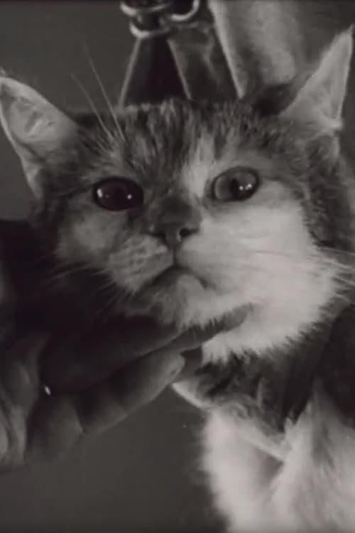 Poster Kokain-Krämpfe bei der Katze 1939