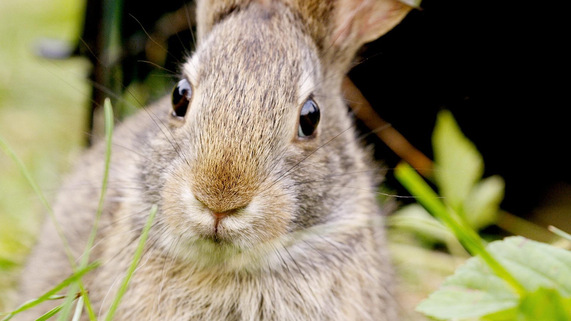 Remarkable Rabbits's poster