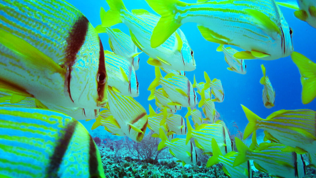 Red Sea's poster