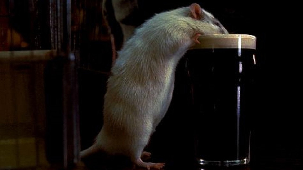 Rat's poster