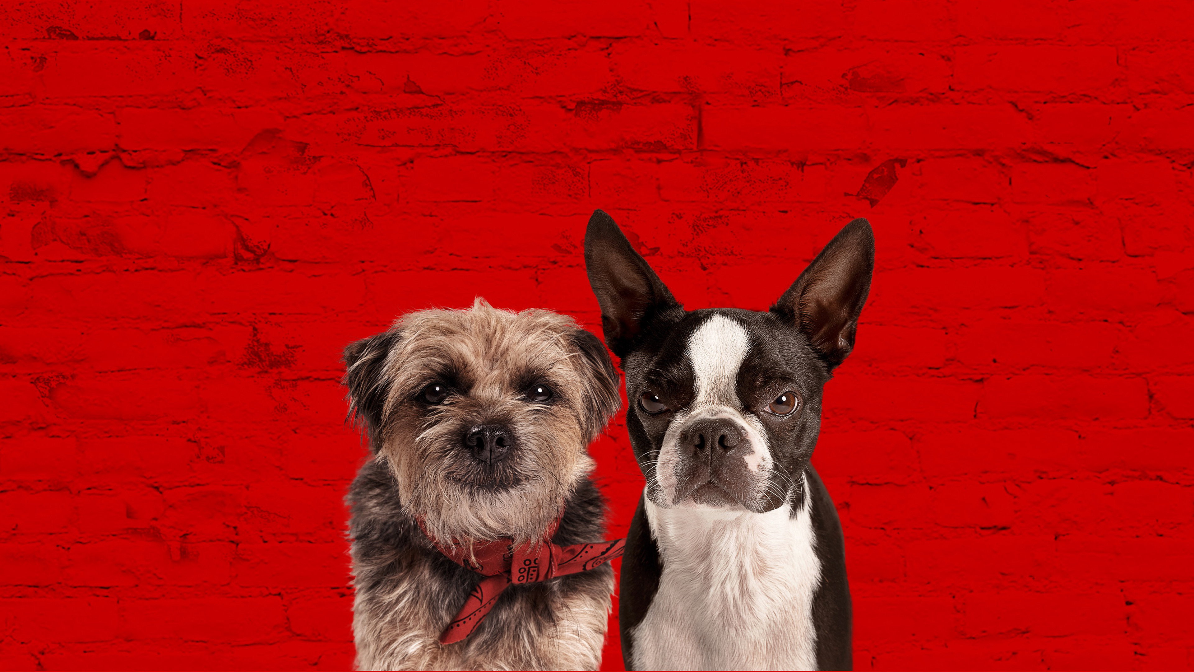 Strays's poster