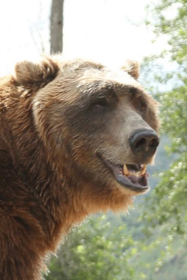Bart the Bear's poster