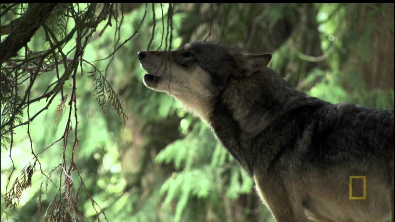 A Man Among Wolves's poster