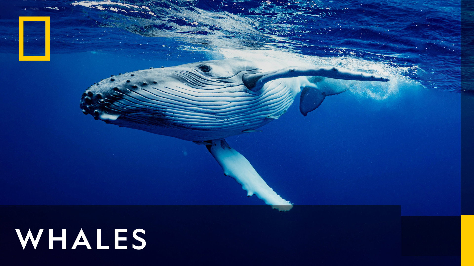 Whales's poster