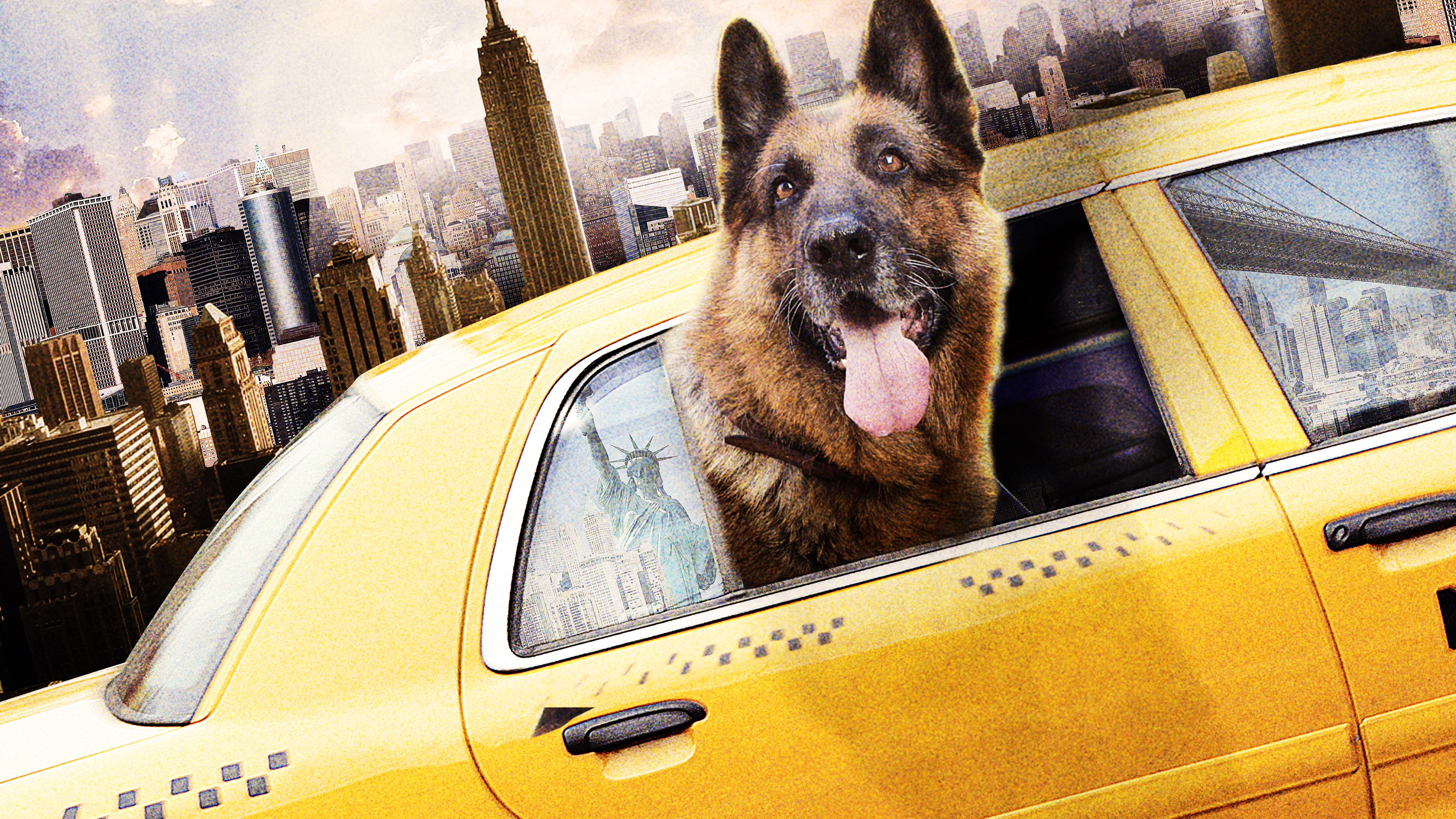 Cool Dog's poster