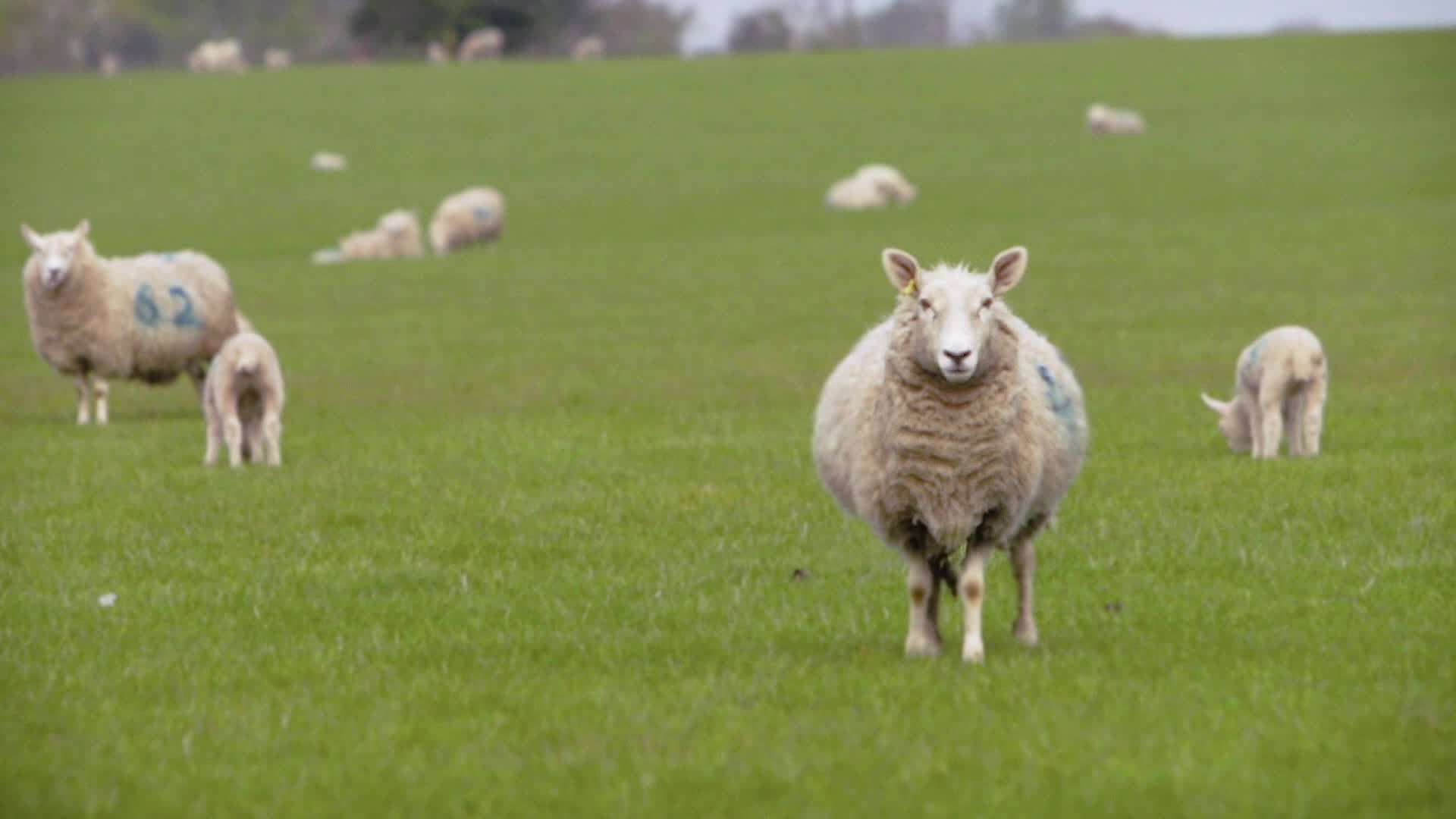 Baa Baa Land's poster