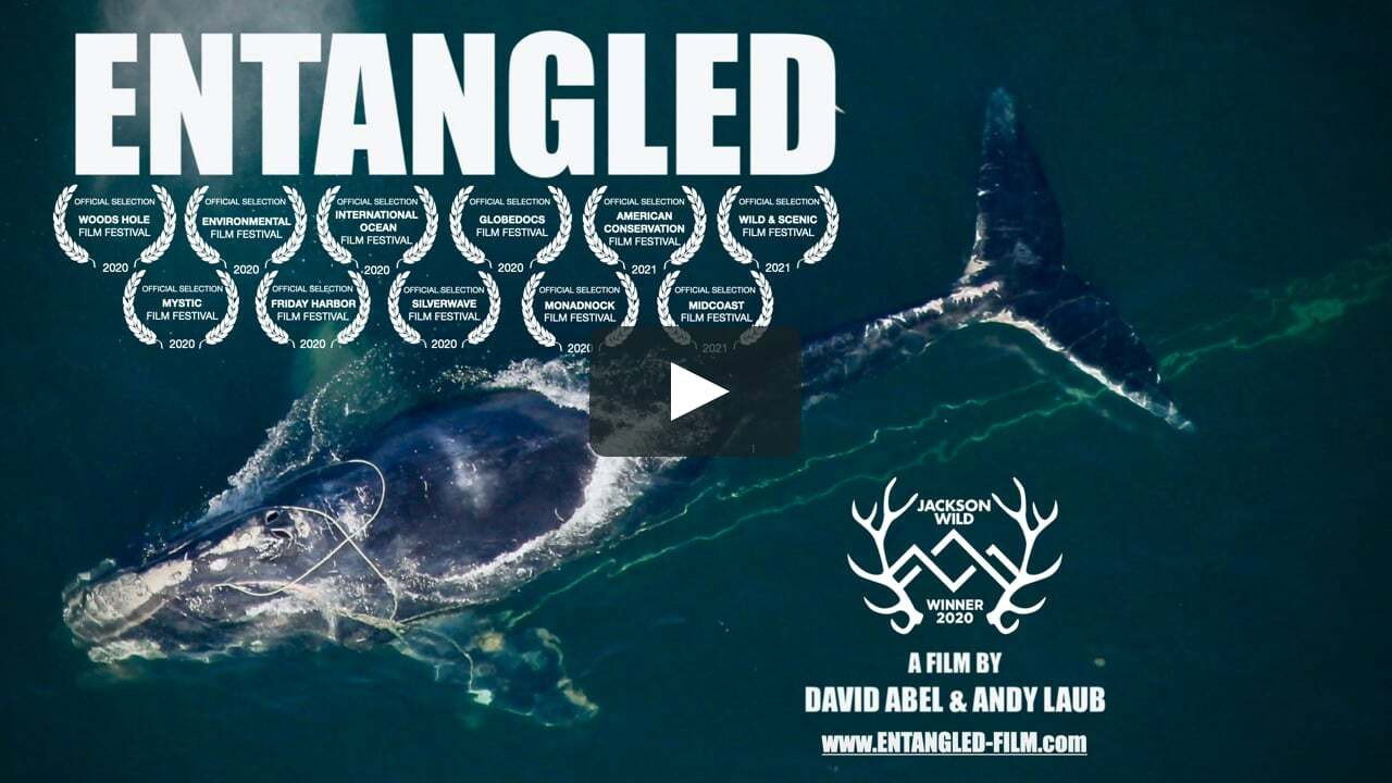 Entangled's poster