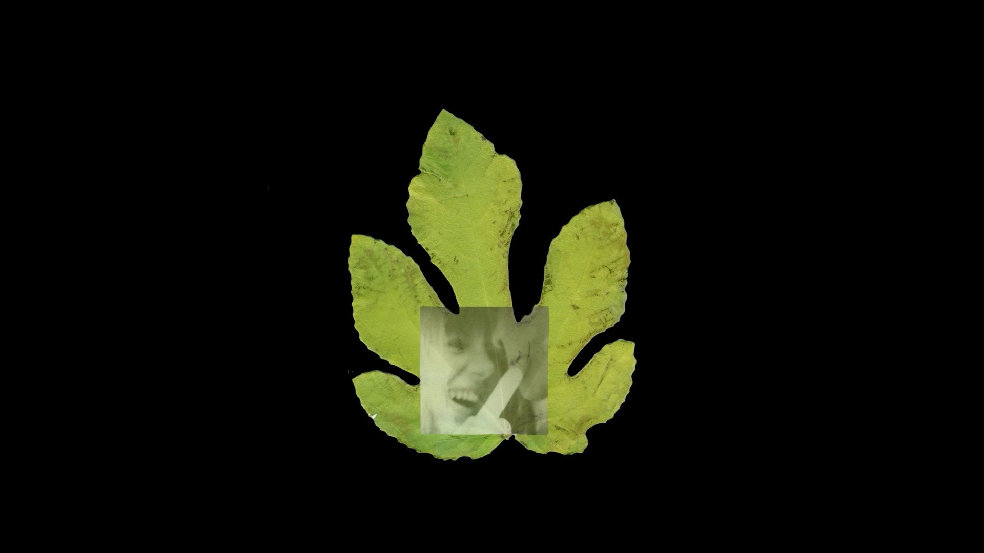 The Fig Tree's poster