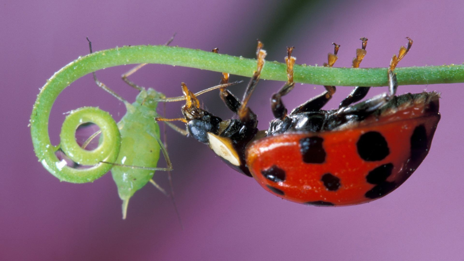 Insect Worlds's poster