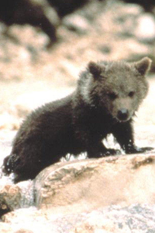 Douce the Bear's poster