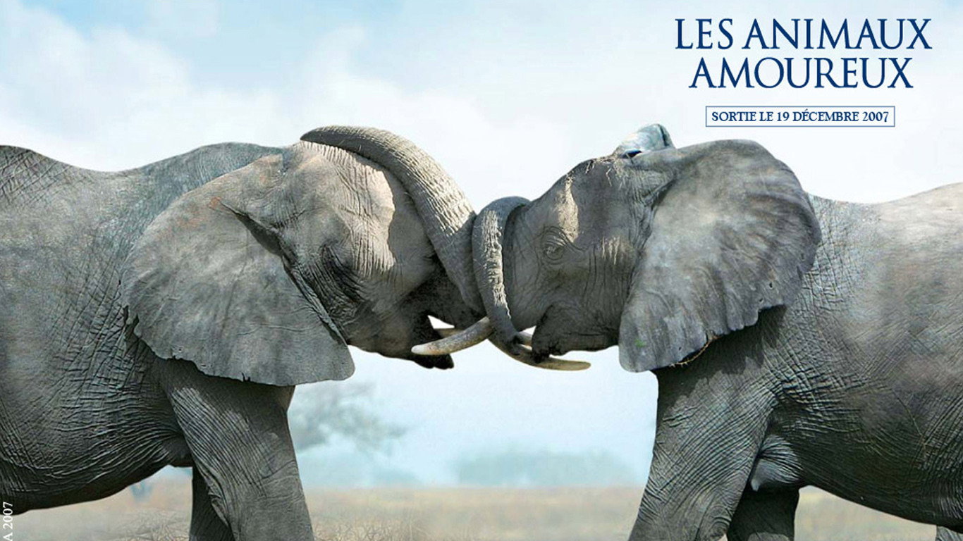 Animals in Love's poster