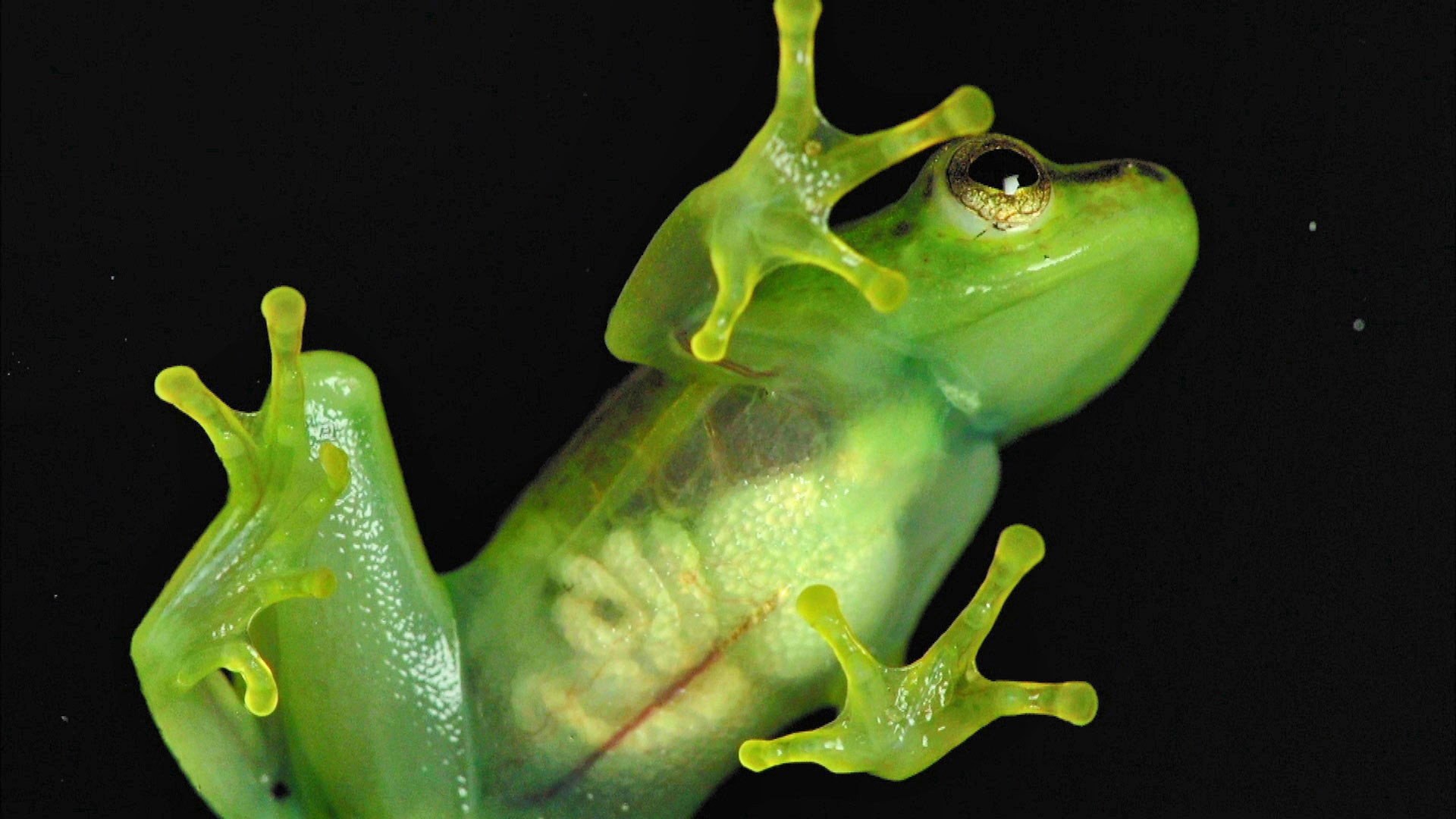 Incredible frogs's poster