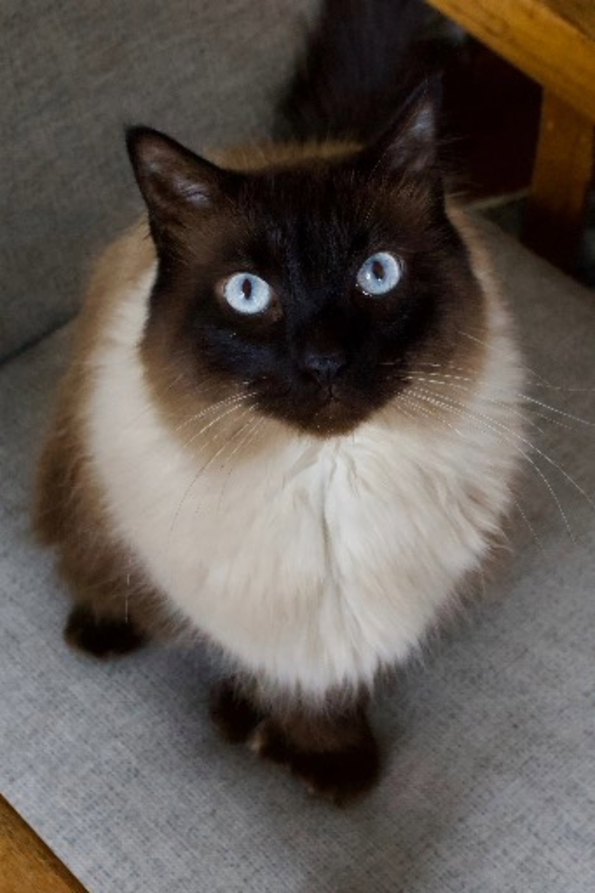 Cat's poster