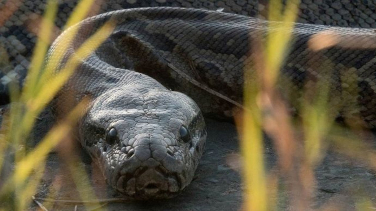 Squeeze: African Python's poster