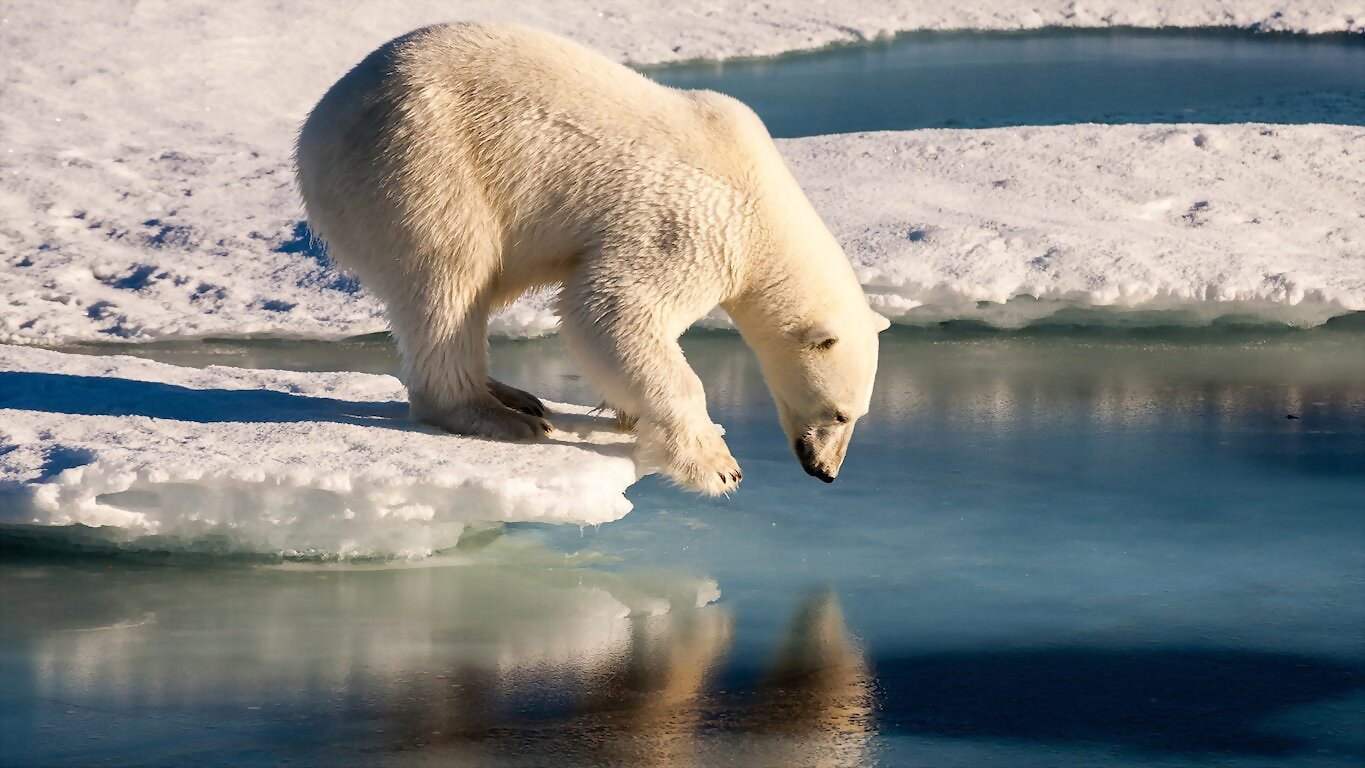 Polar Bears's poster