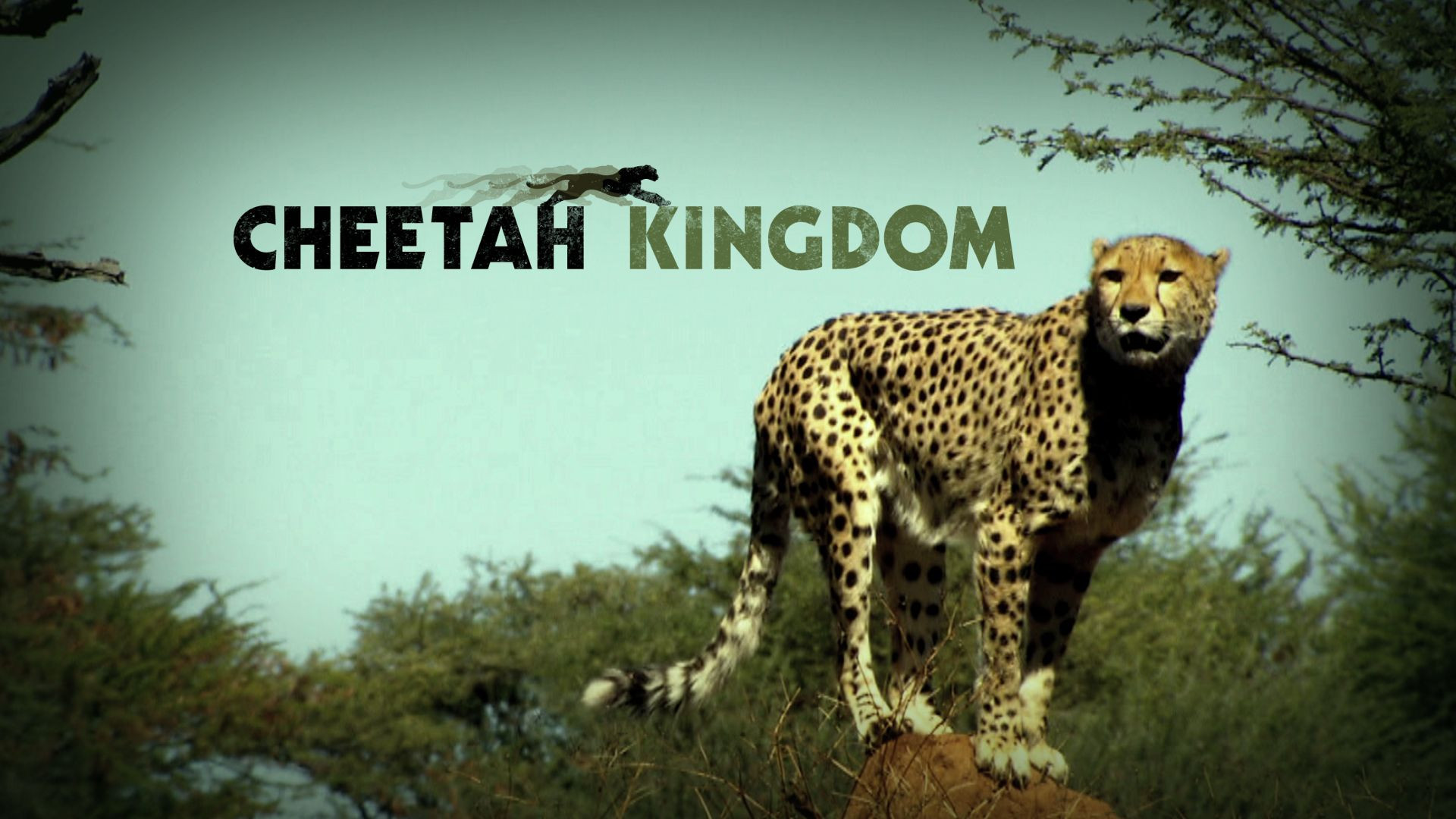 Cheetah Kingdom's poster