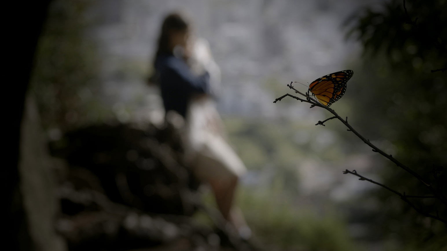 Butterfly's poster