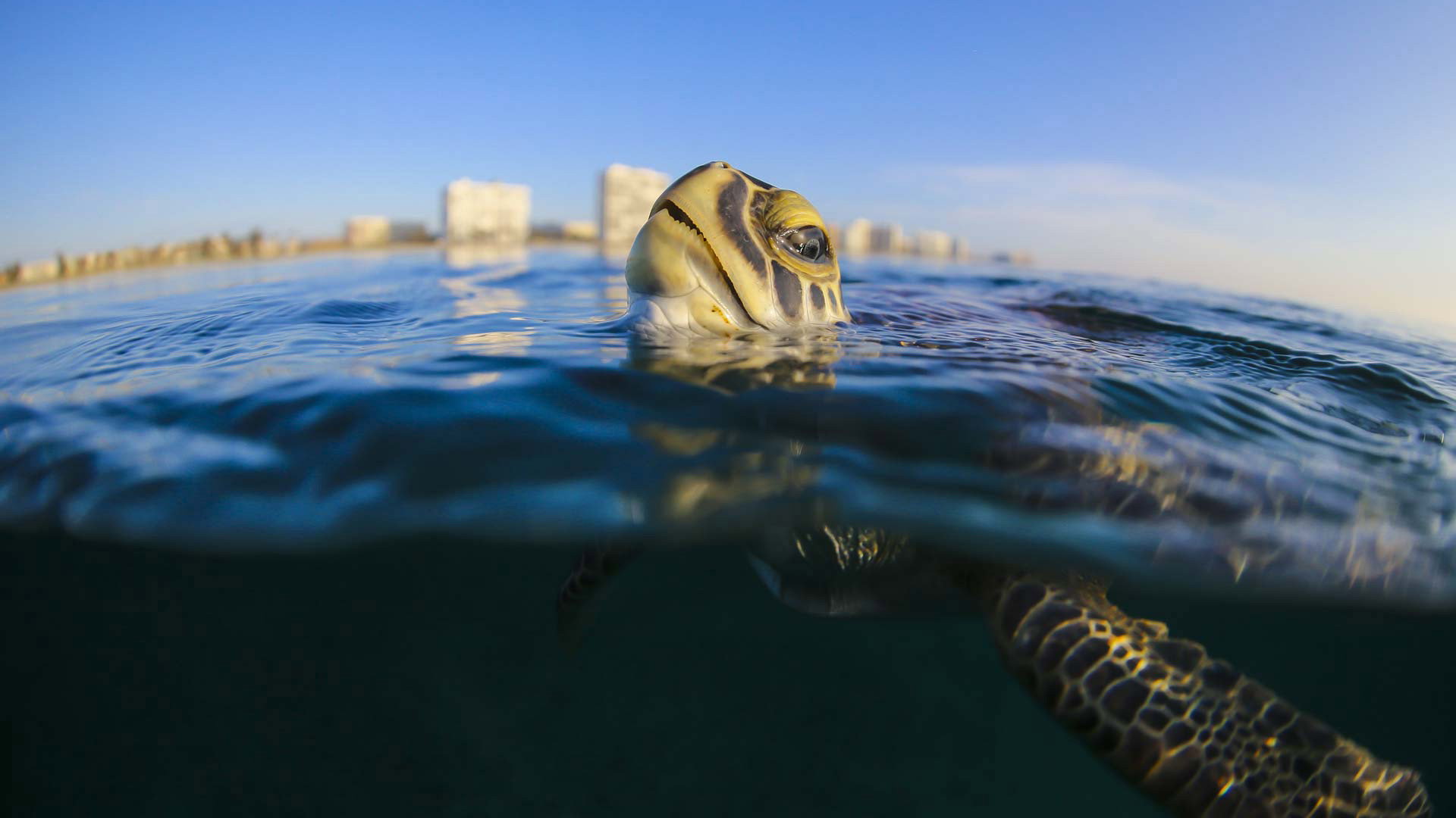 Troubled Waters: A Turtle's Tale's poster