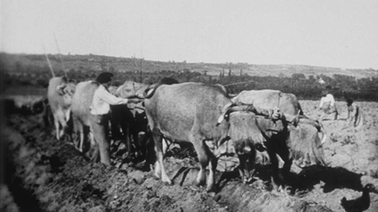 Ploughing's poster
