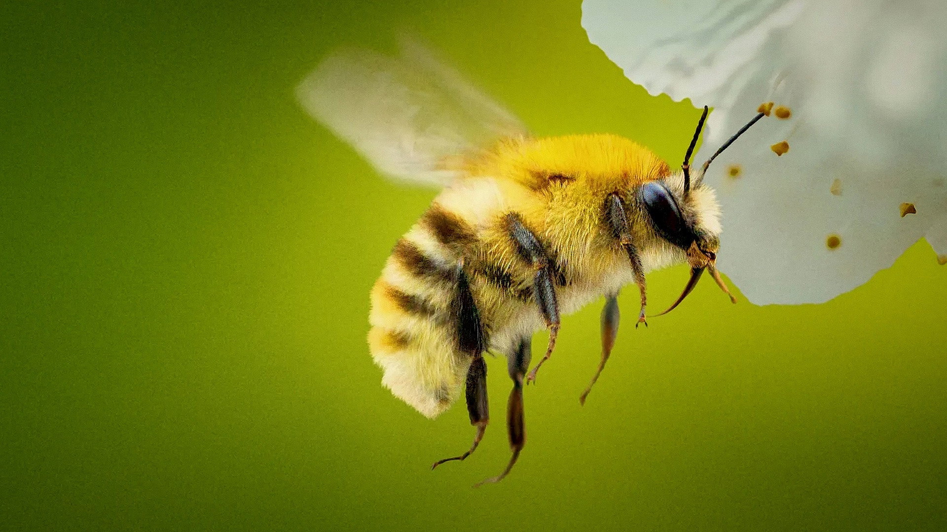 Secrets of the Bees's poster