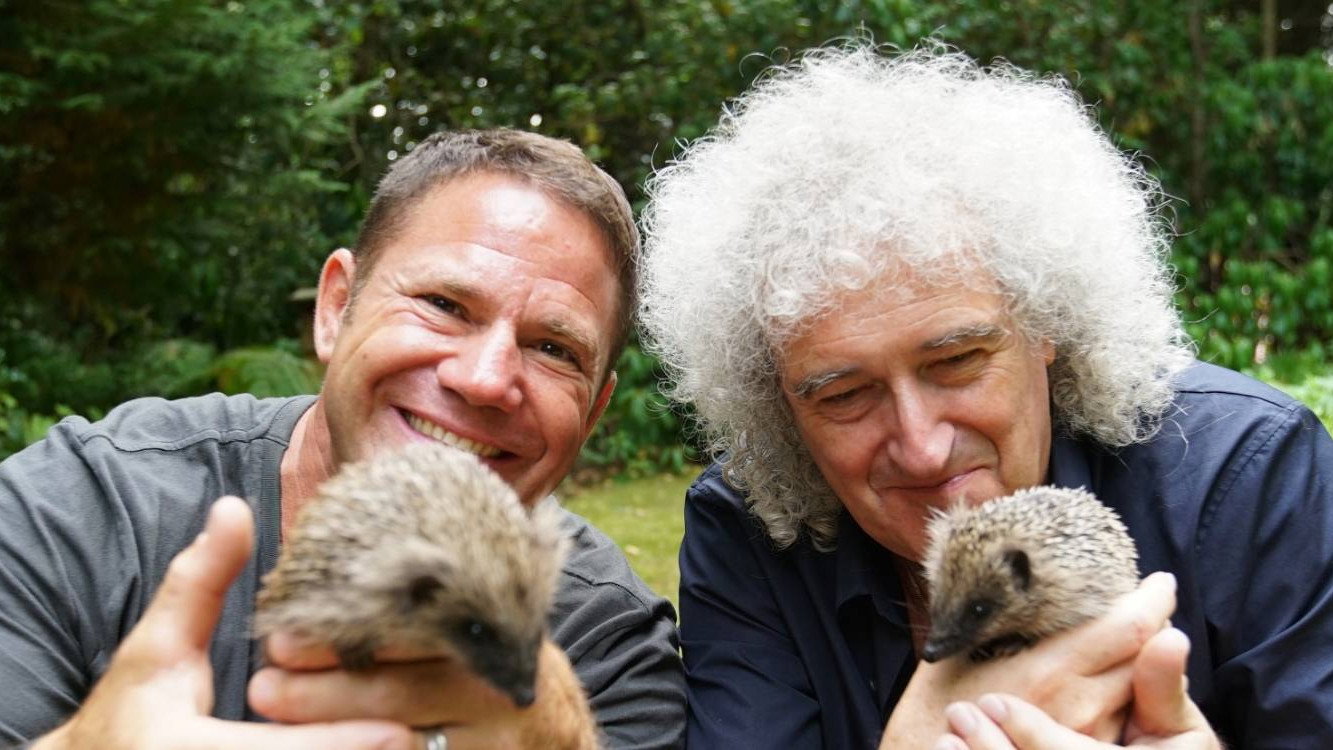 Meet the Hedgehogs's poster