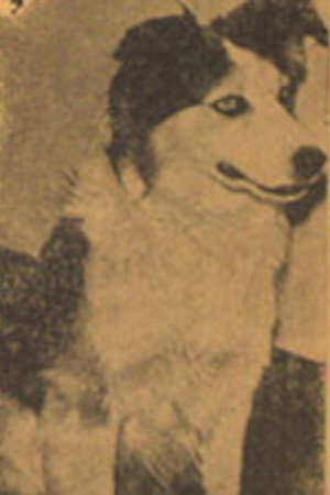 Tuffy's poster