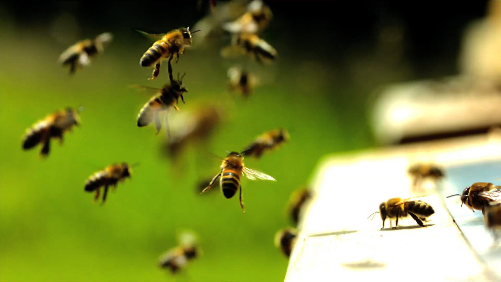 Hive Alive's poster