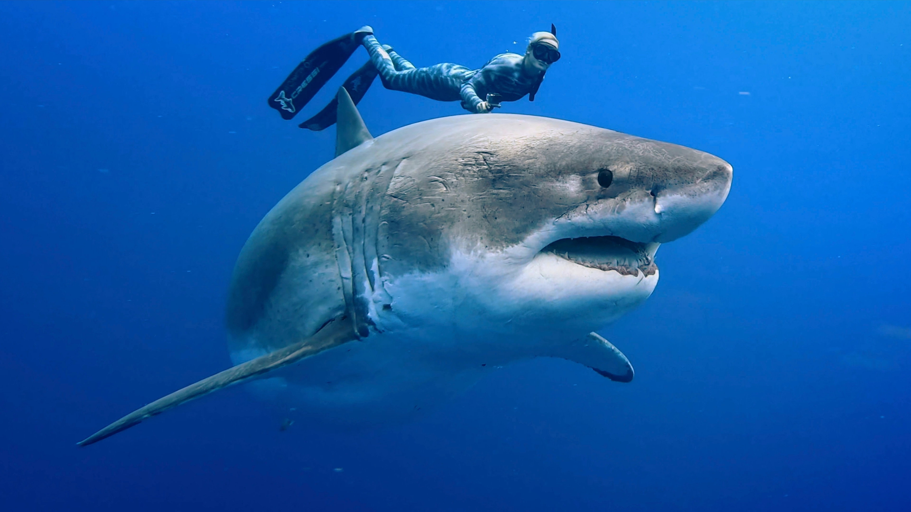 Envoy: Shark Cull's poster