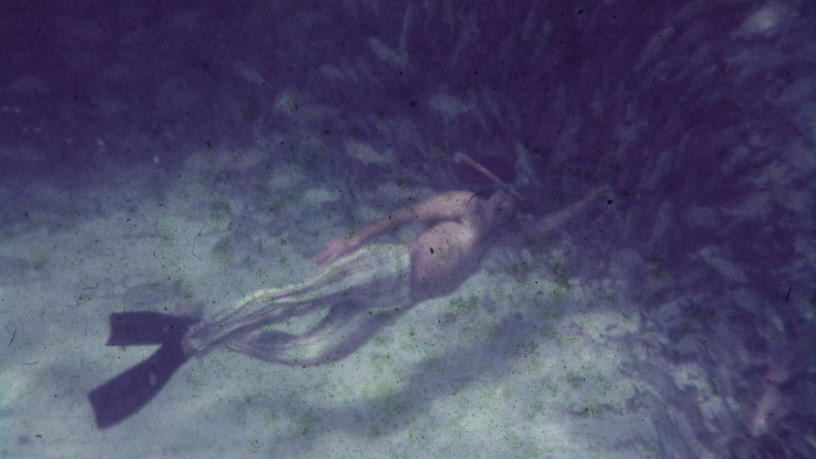 Saved From The Waters's poster