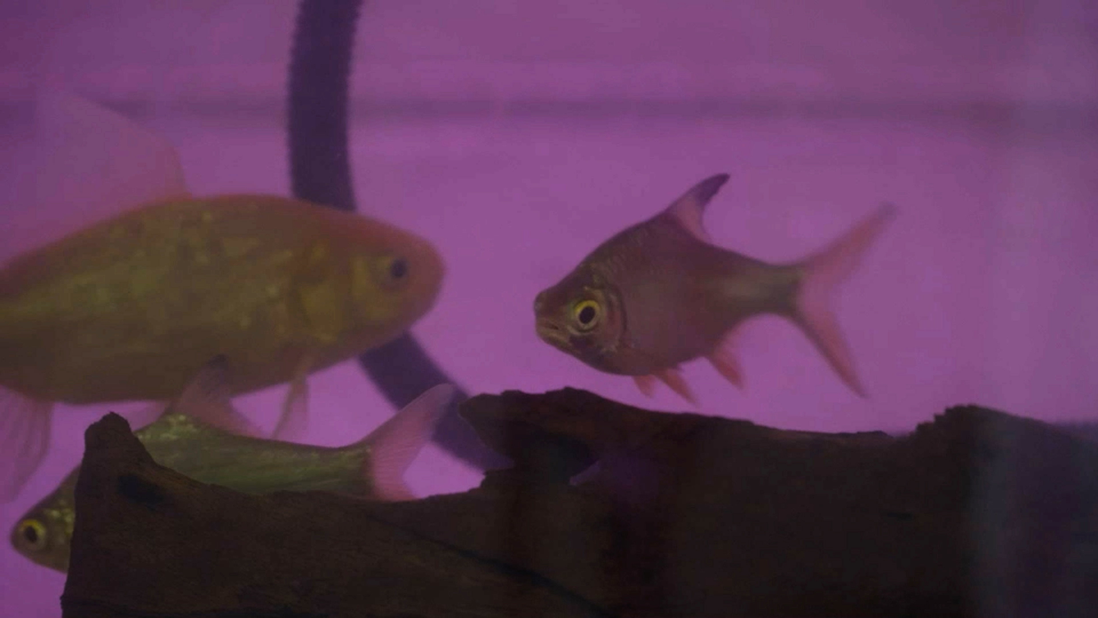 Migrant Fish's poster