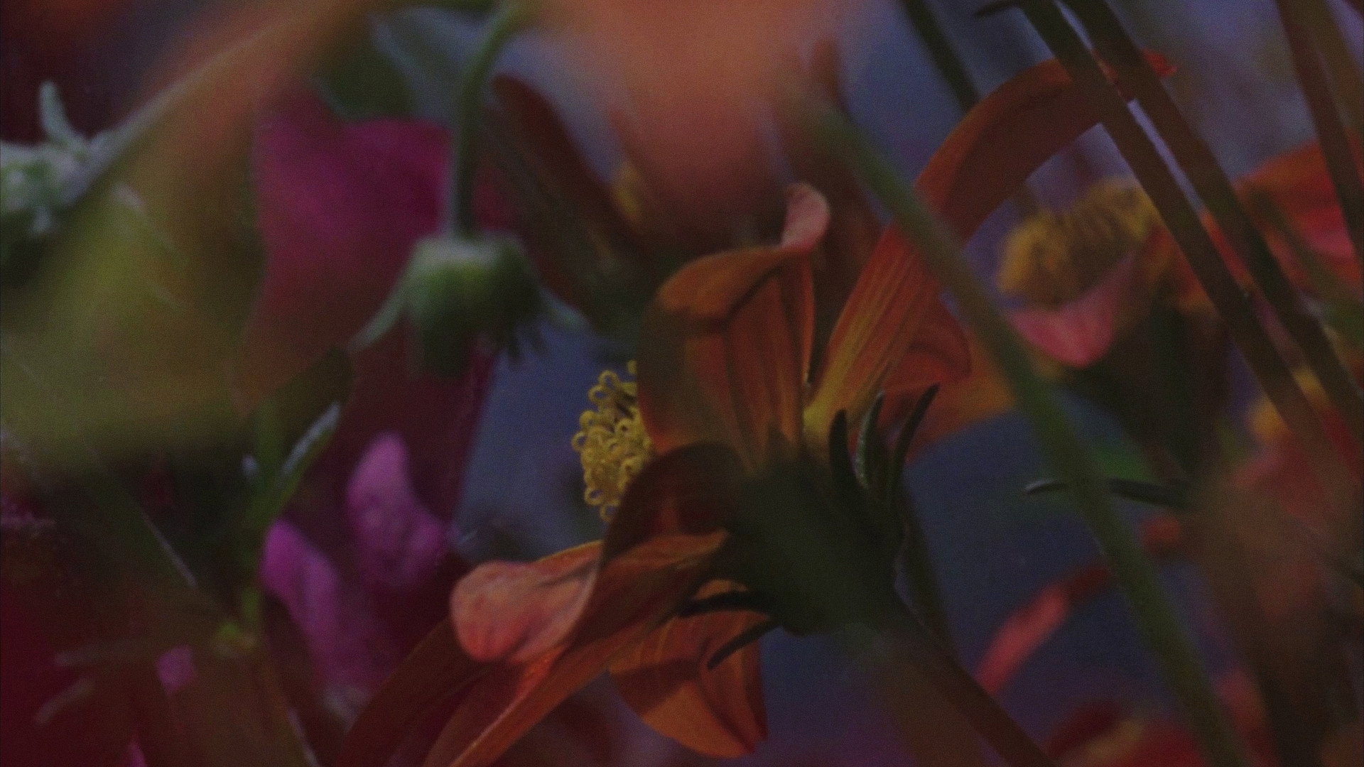 Flowerbed's poster
