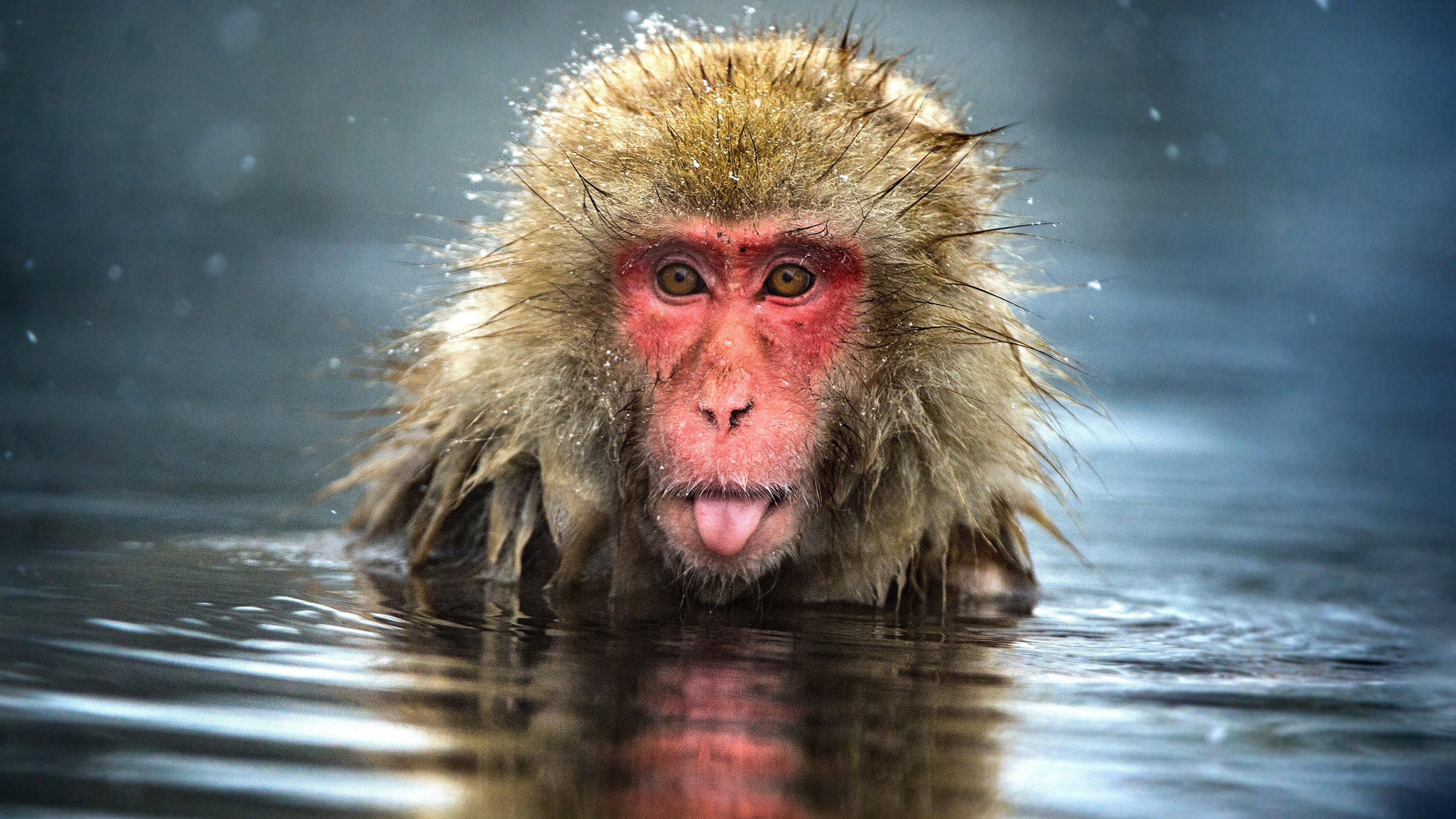 Monkey Planet's poster