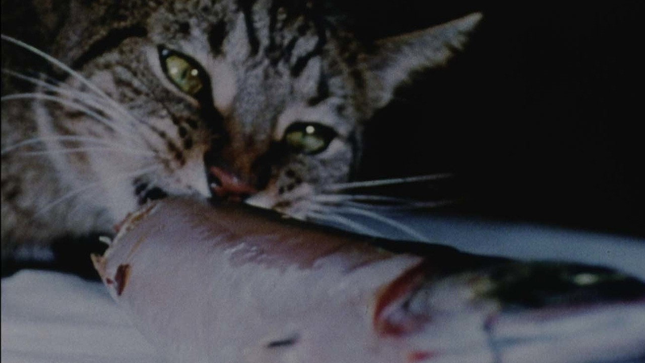 Cat Food's poster