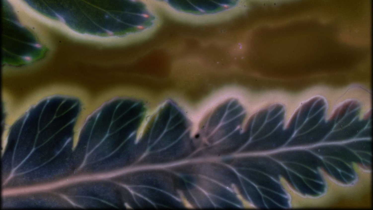 Phytophonics's poster
