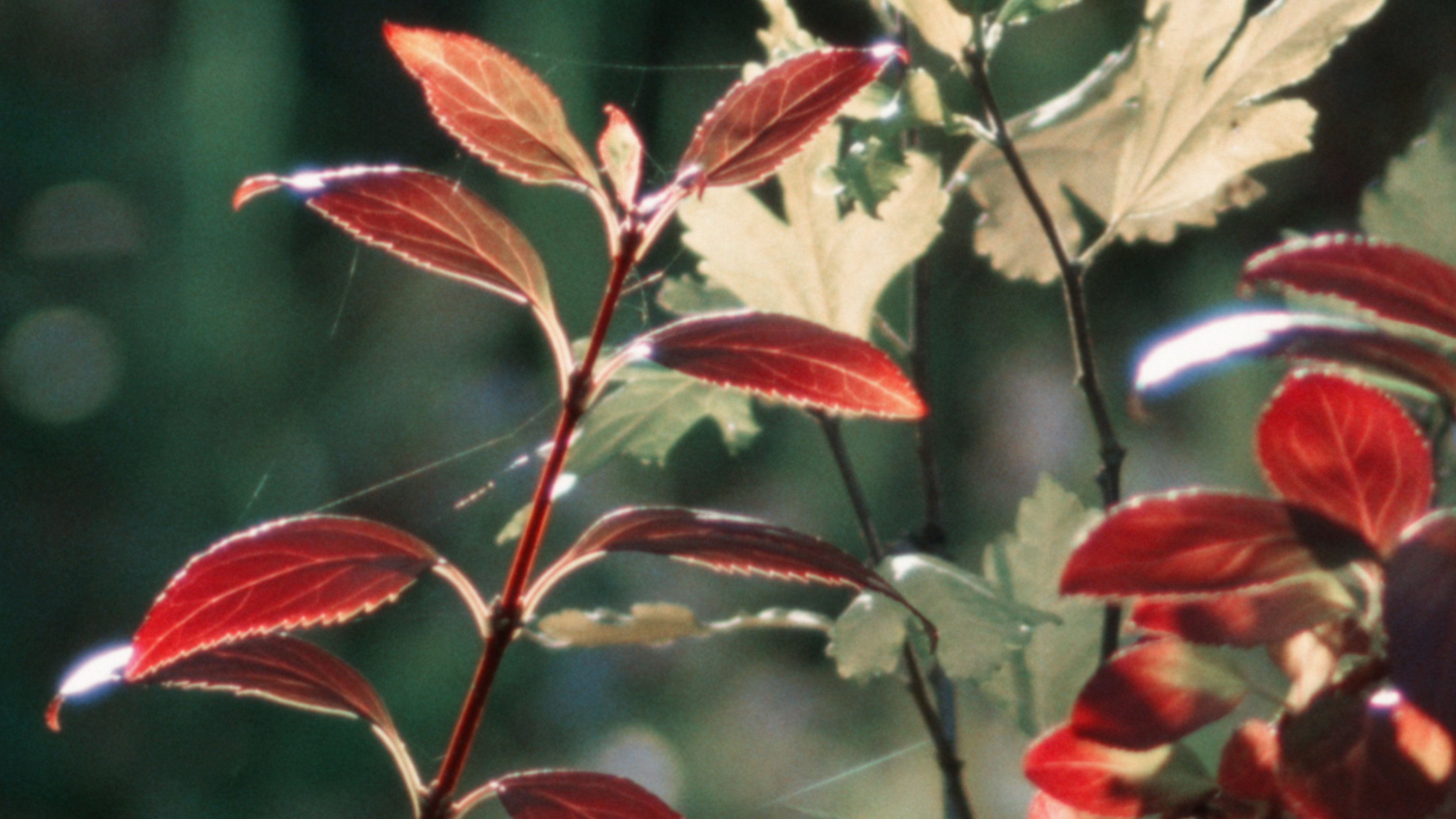 Autumn Evening's poster