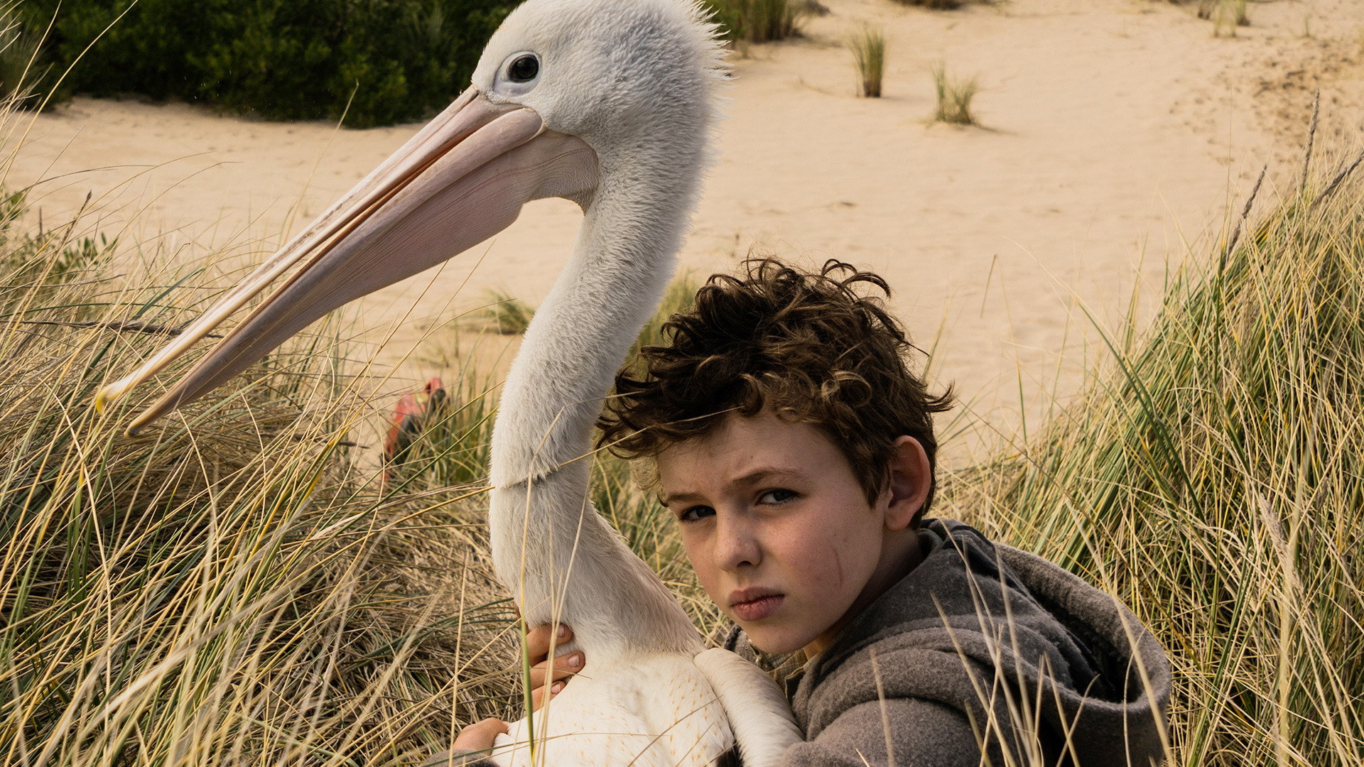 Storm Boy's poster