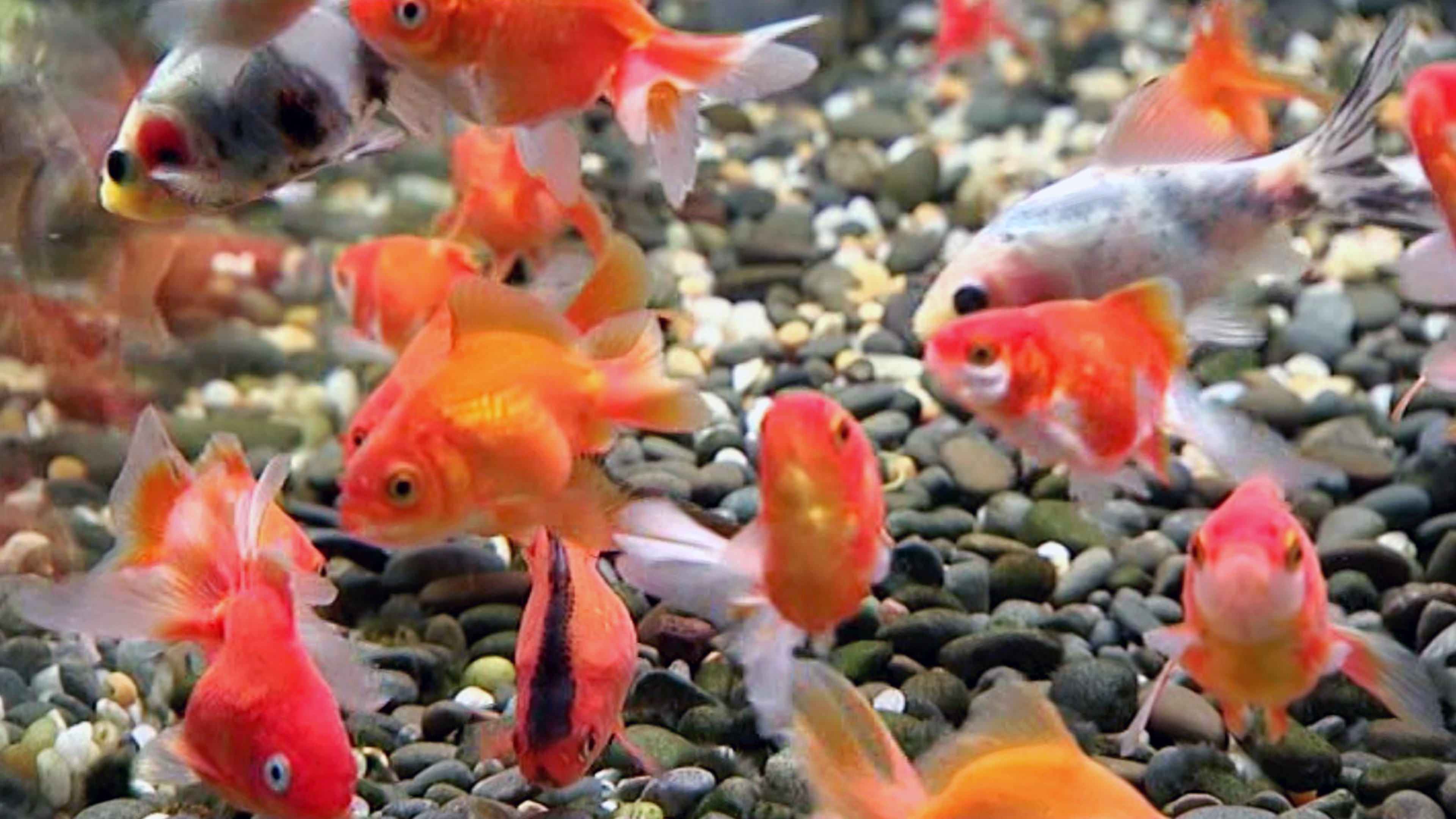 Blue Planet Easy Fishkeeping's poster