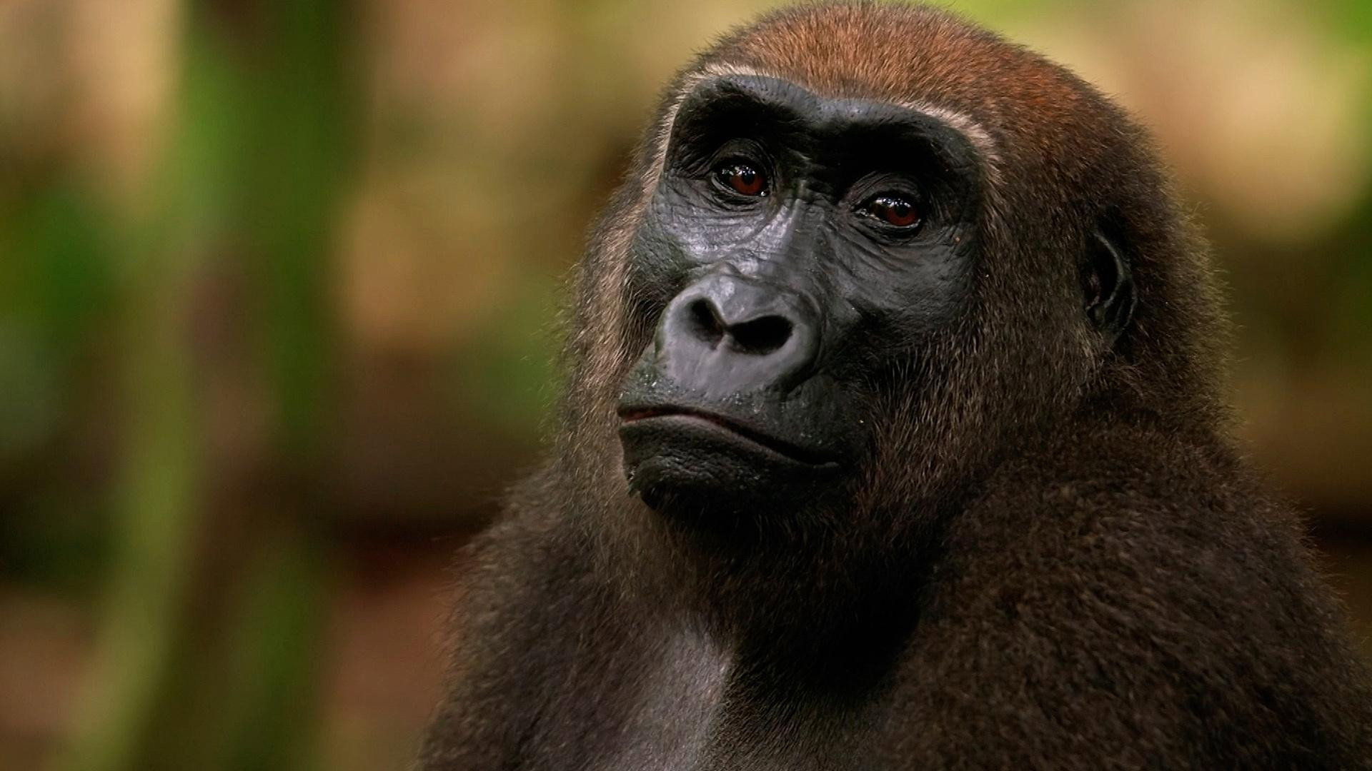 Gorilla's poster