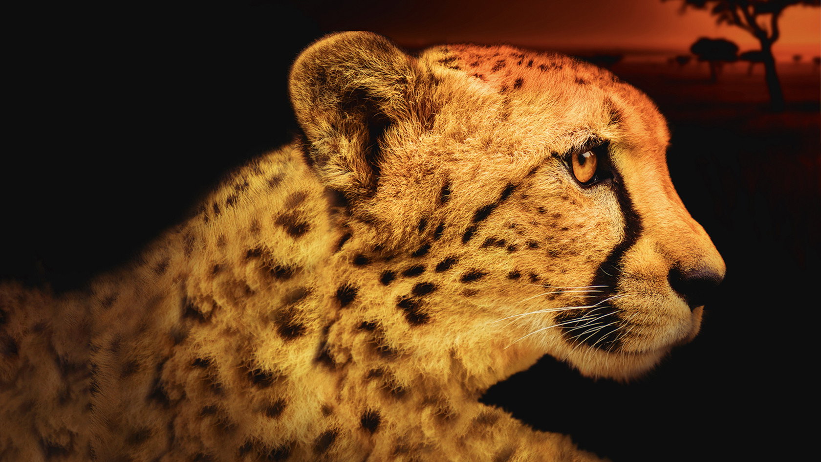 Africa's Deadliest's poster