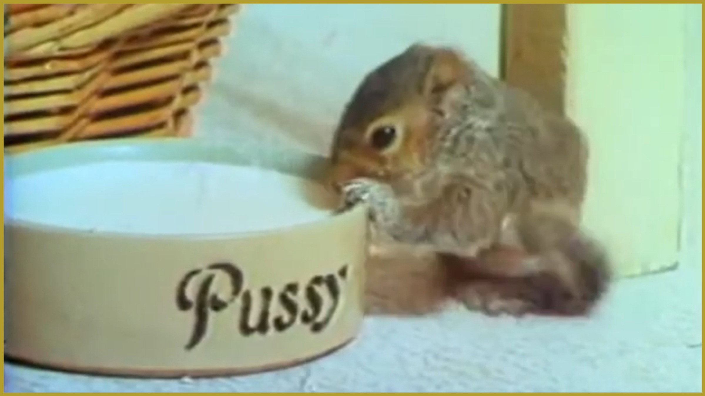 Squirrel on My Shoulder's poster