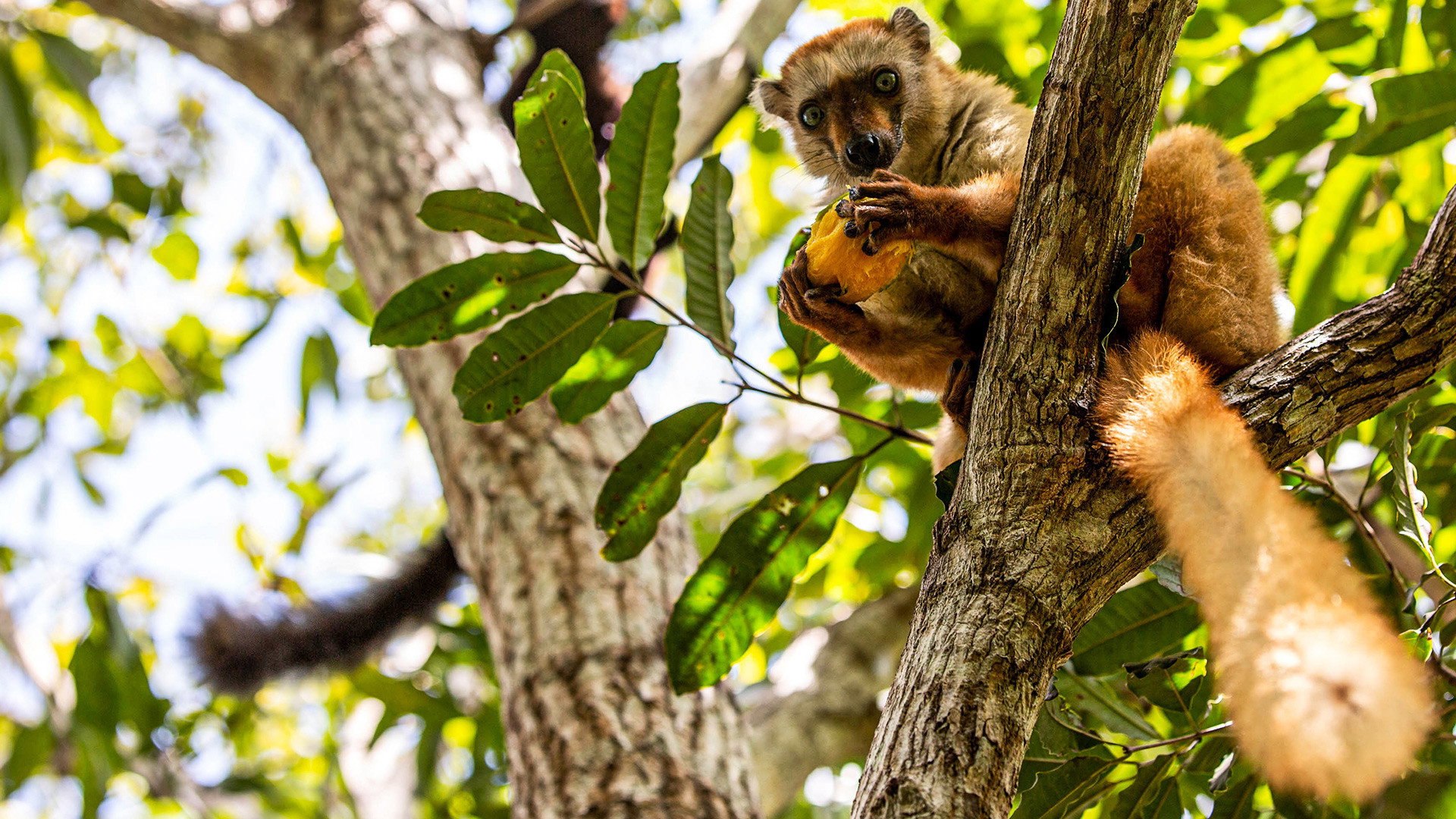 Primates's poster