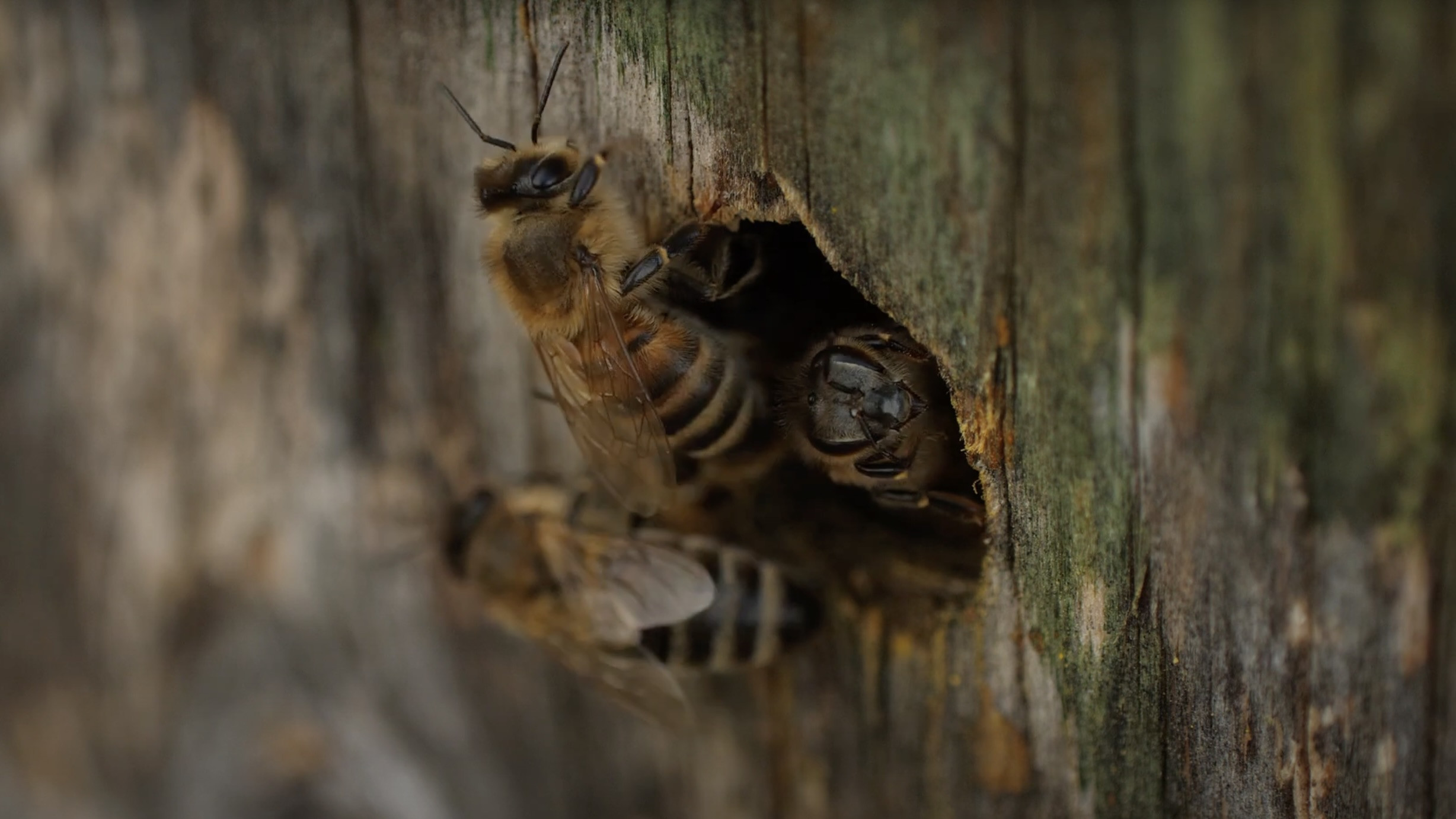 Bees's poster