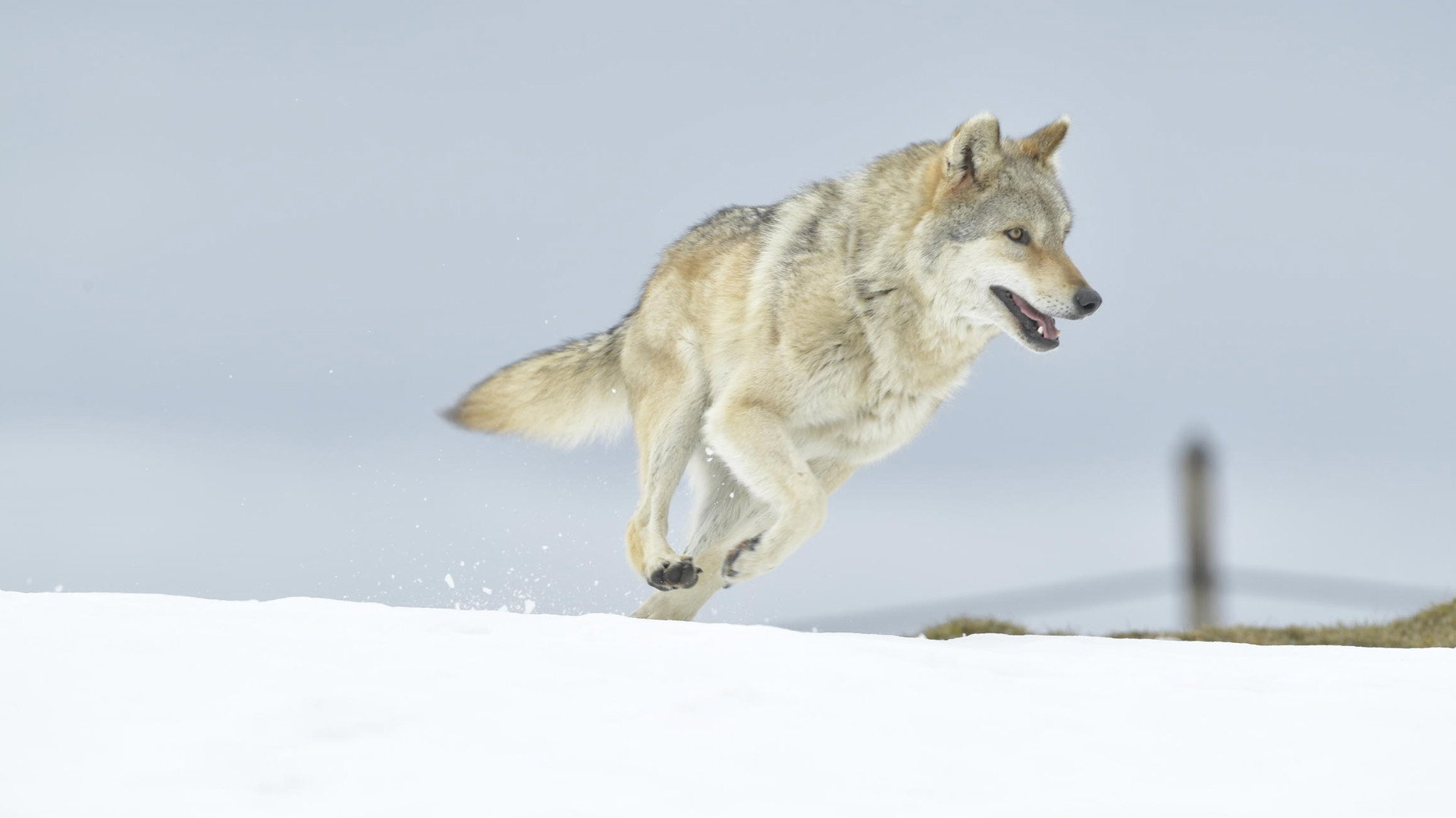 A Wolf's Journey's poster