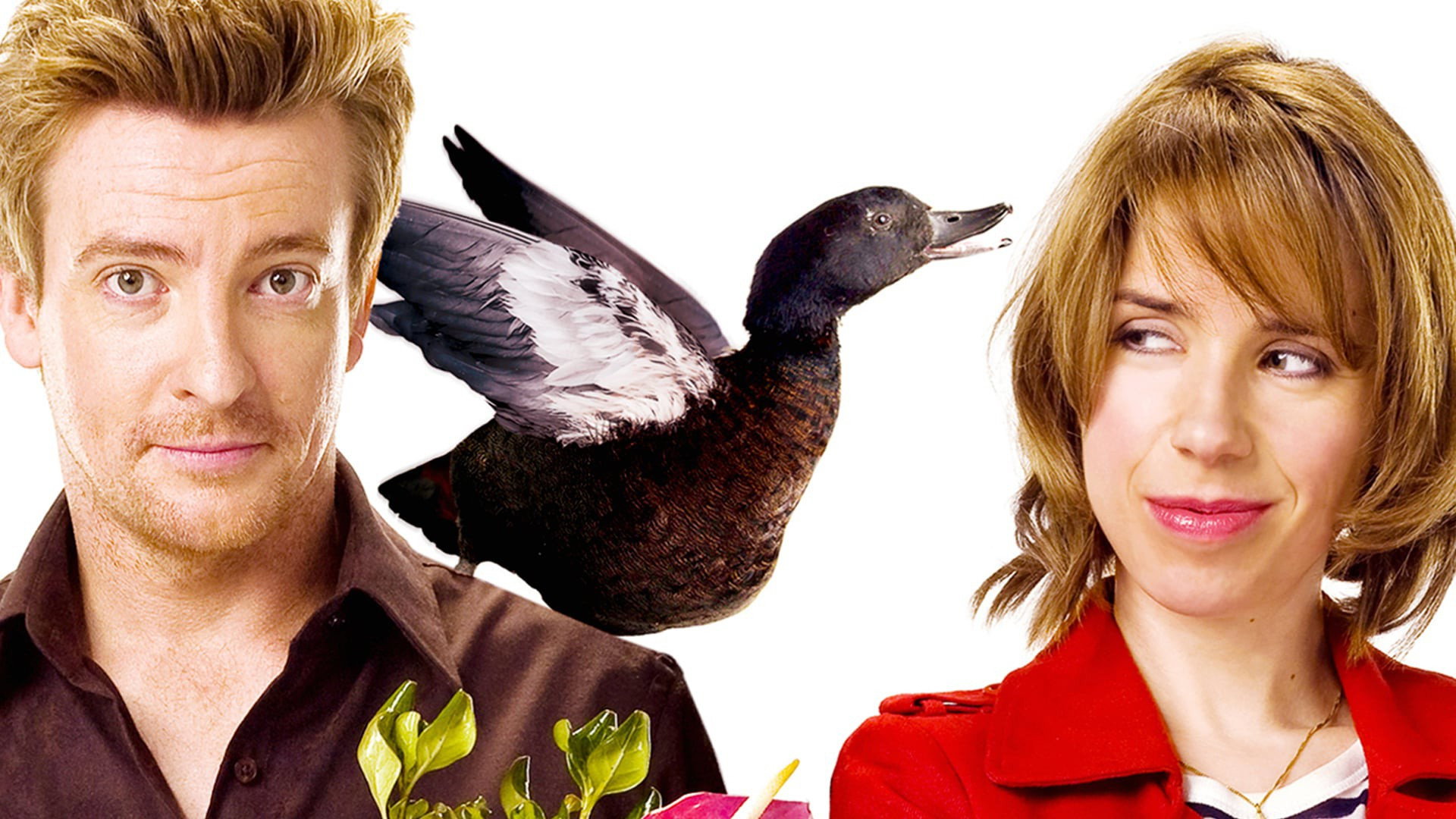 Love Birds's poster