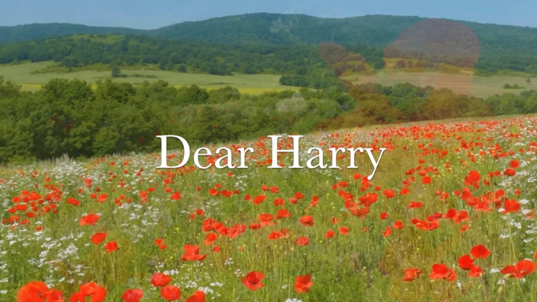 Dear Harry's poster